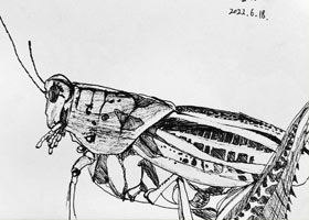 Λƌ-ͯA-2022618աﴺcԷ-WƷ